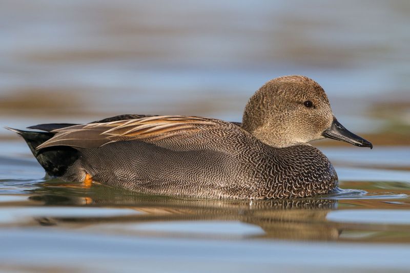 Gadwall