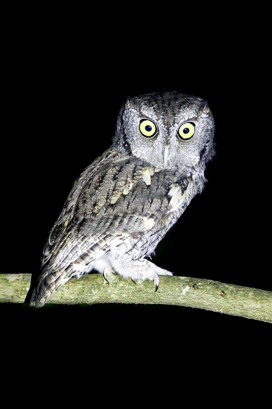 Eastern screech Owl