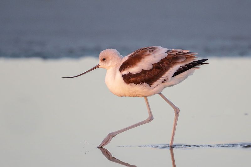 American Avocet