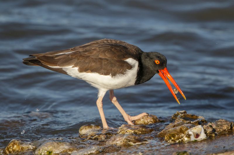 American Oystercatcher