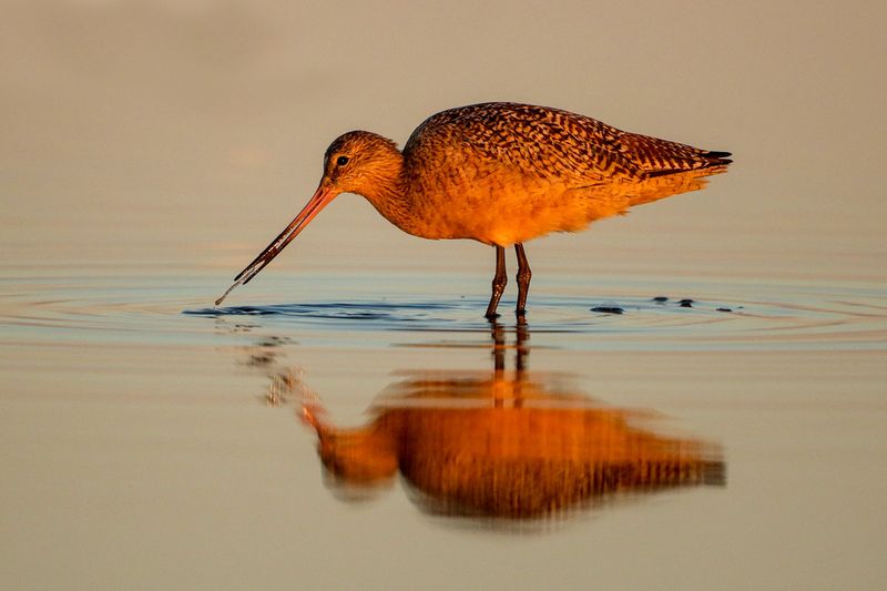 Marbled Godwit