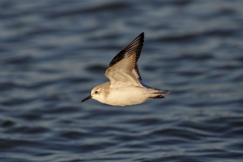 Sanderling