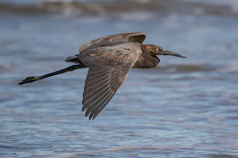 Reddish Egret