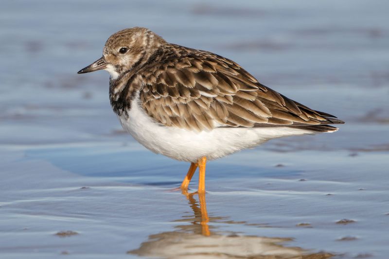 Ruddy Turnstone
