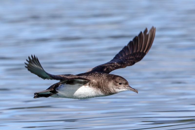 Fluttering Shearwater