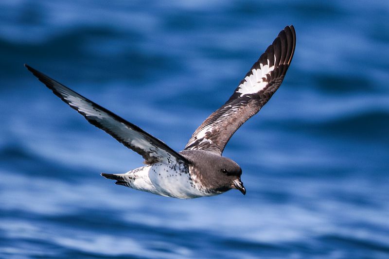Pintado Petrel