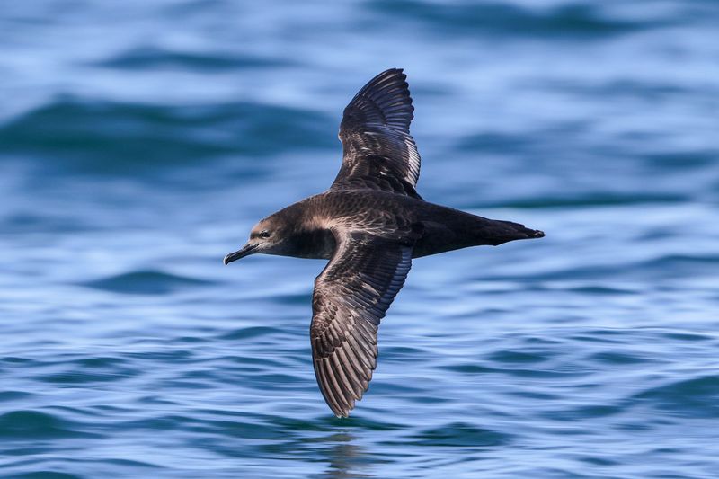 Sooty Shearwater
