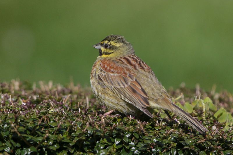 Cirl Bunting