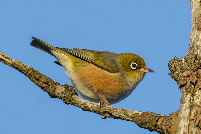 Silvereye