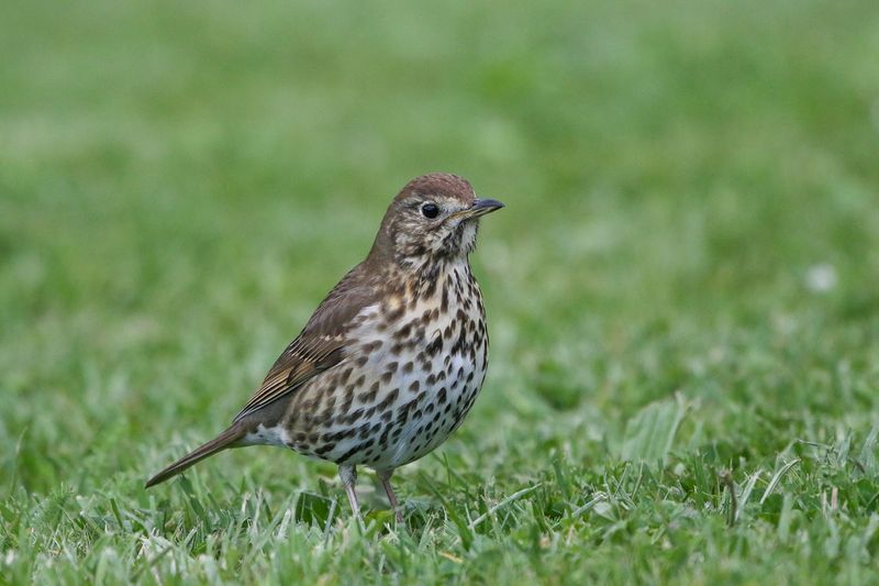 Song Thrush