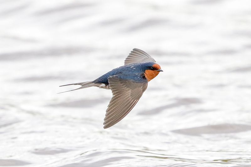 Welcome Swallow