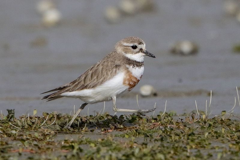 Banded Dotterel
