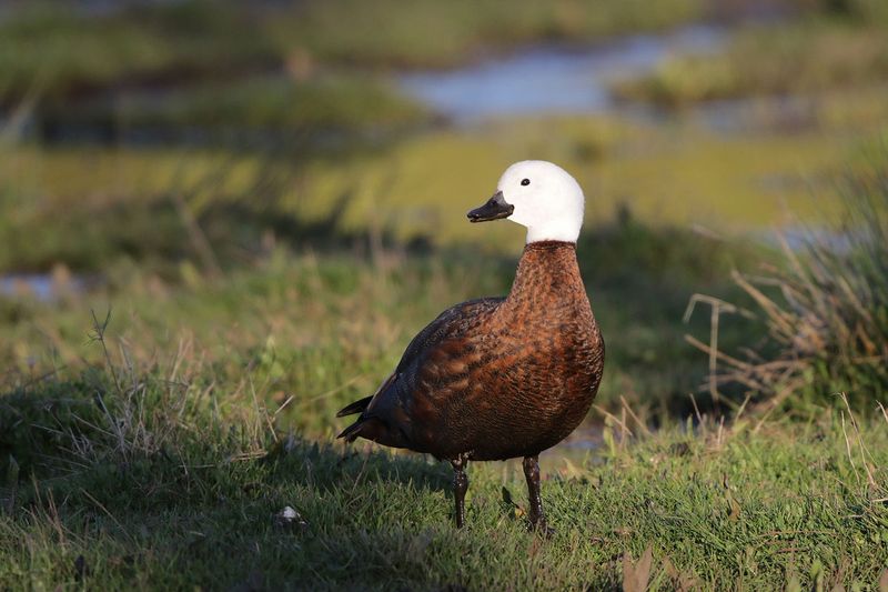 Paradise Shelduck