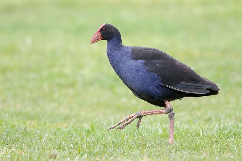 Pukeko (Purple Swamphen)