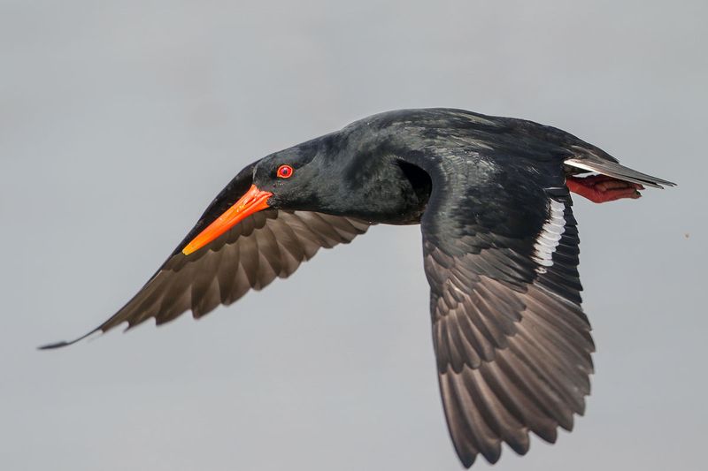 Variable Oystercatcher