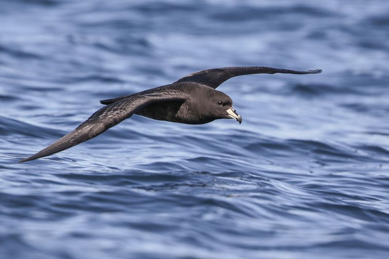 Westland Petrel