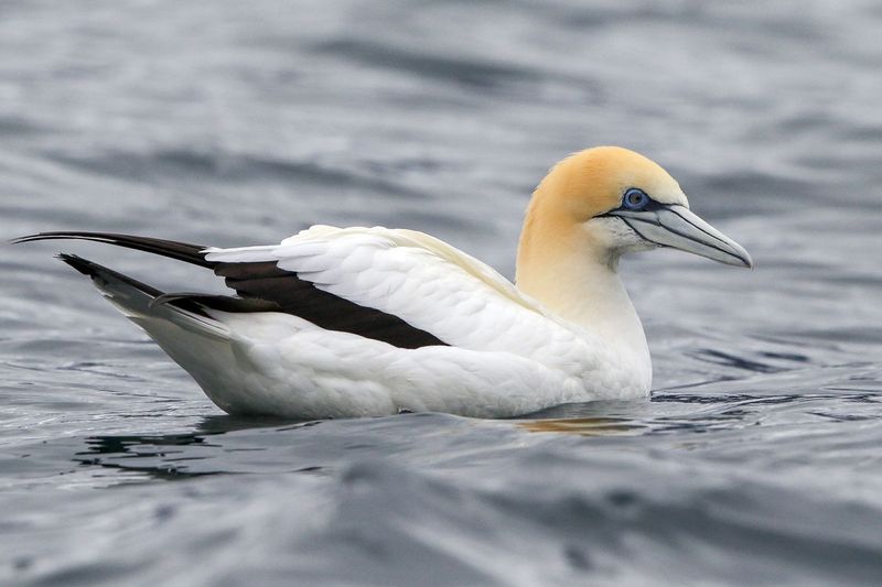 Australasian Gannet