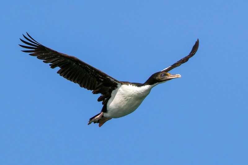 New Zealand King Shag