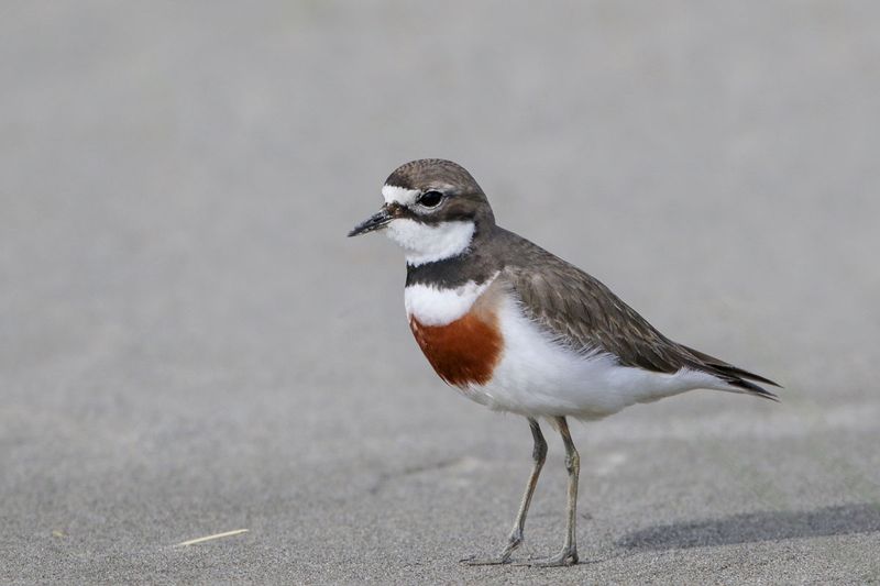 Banded Dotterel