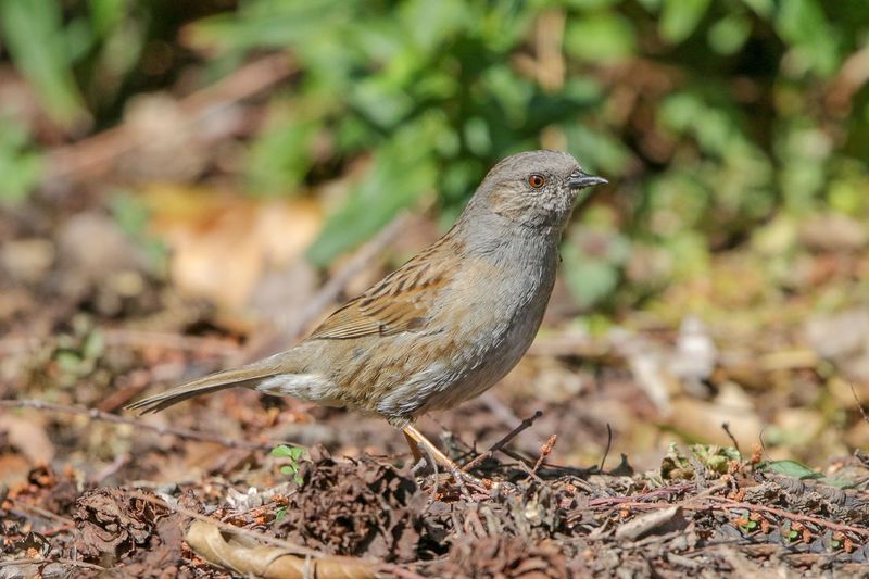 Dunnock