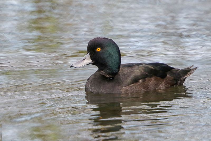 New Zealand Scaup