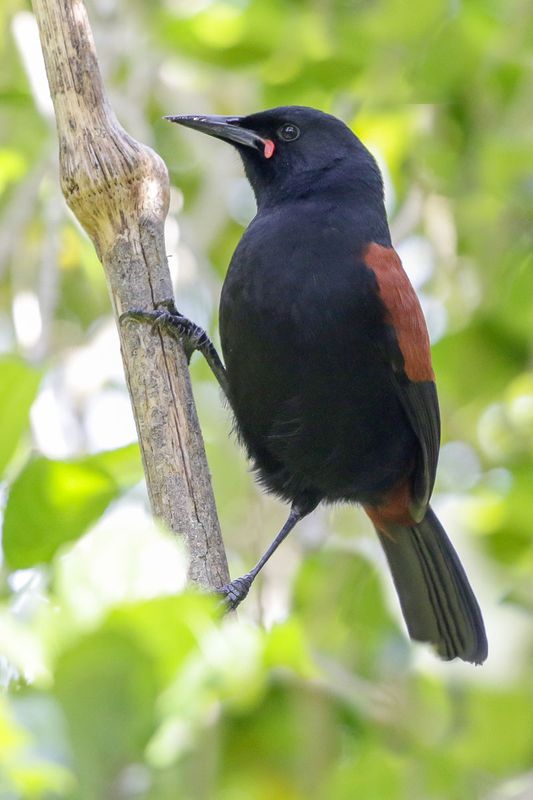 South Island Saddleback