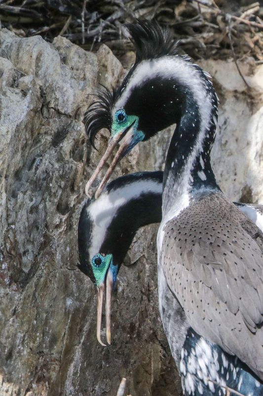 Spotted Shag