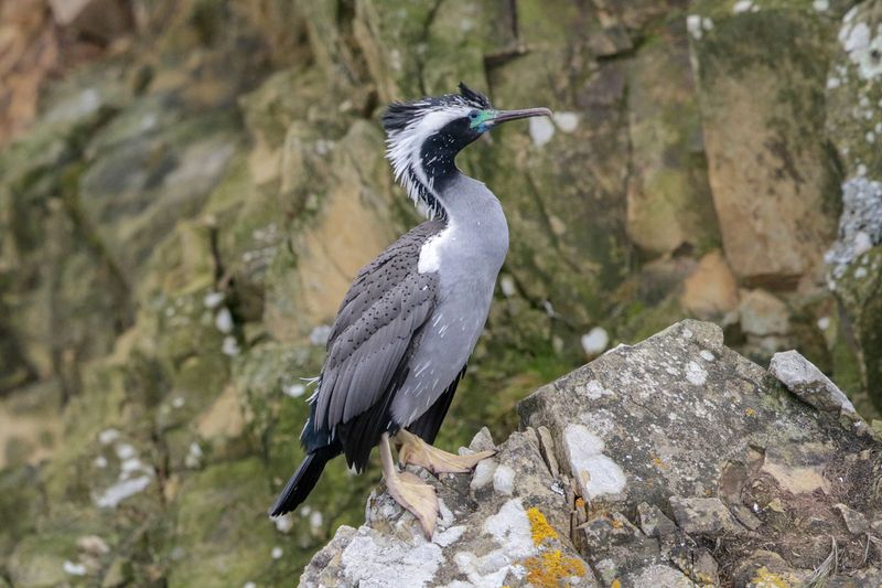 Spotted Shag