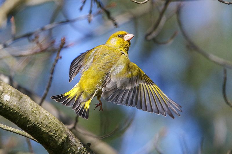 European Greenfinch