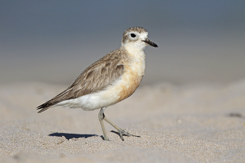 New Zealand Dotterel