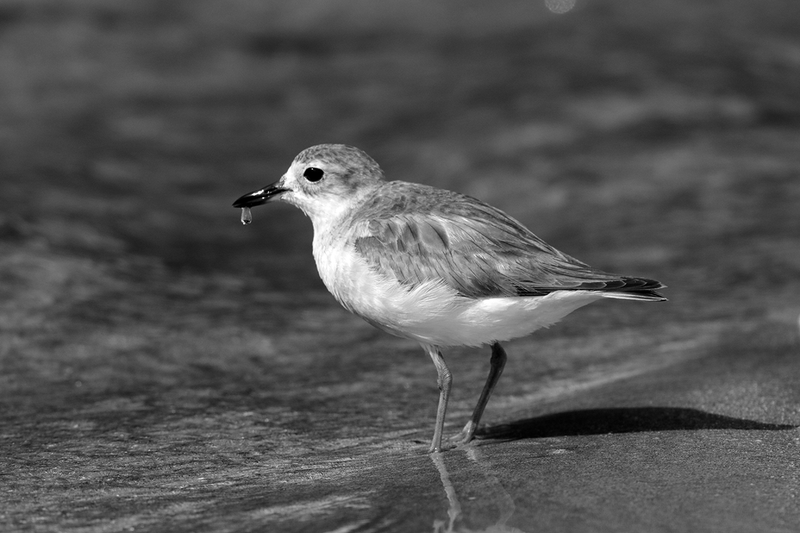 New Zealand Dotterel