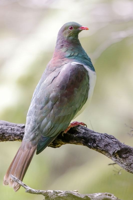 New Zealand Pigeon (Kereru)