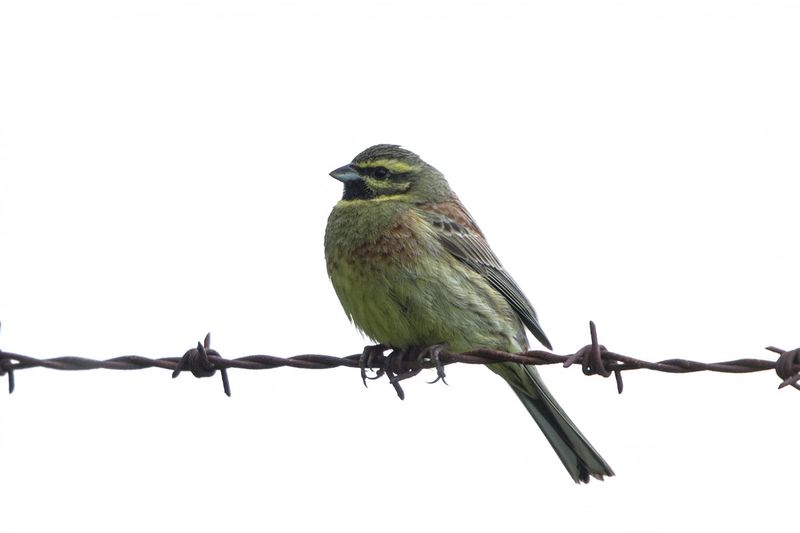 Cirl Bunting