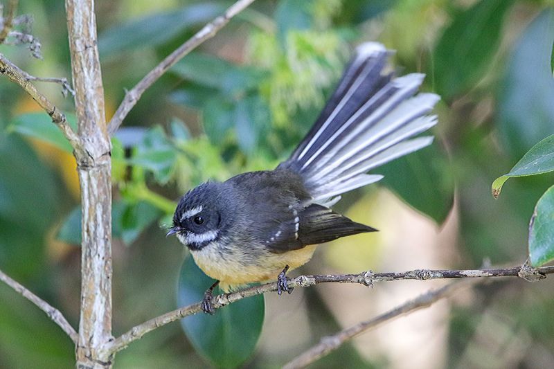 New Zealand Fantail