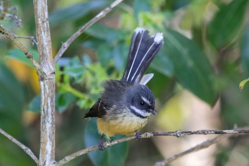 New Zealand Fantail