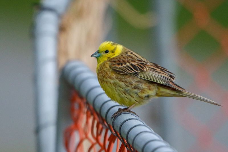 Yellowhammer