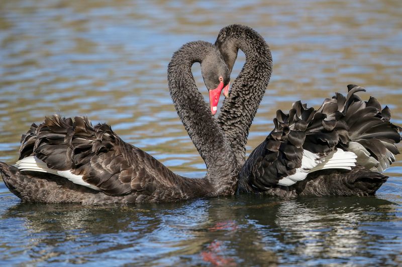 Black Swan