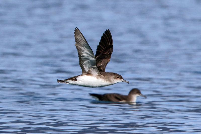 Fluttering Shearwater