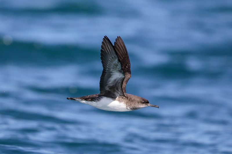 Hutton's Shearwater