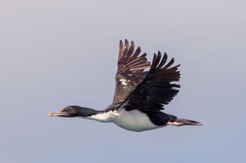 New Zealand King Shag