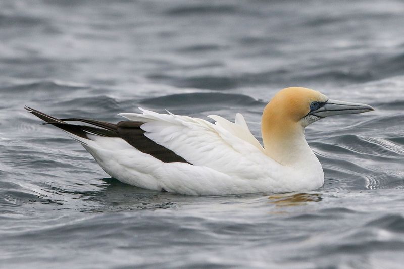 Australasian Gannet