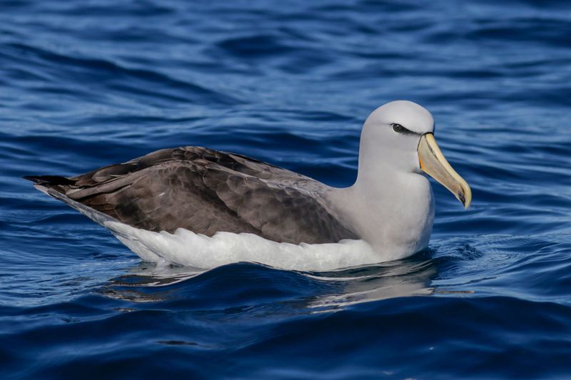 Salvin's Albatross