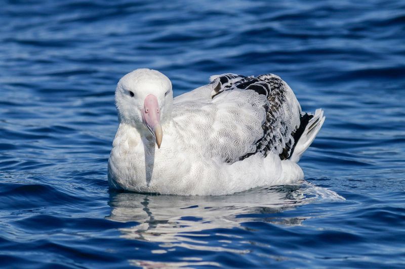 Wandering Albatross (Gibson)