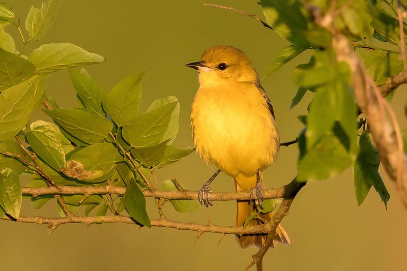 Orchard Oriole