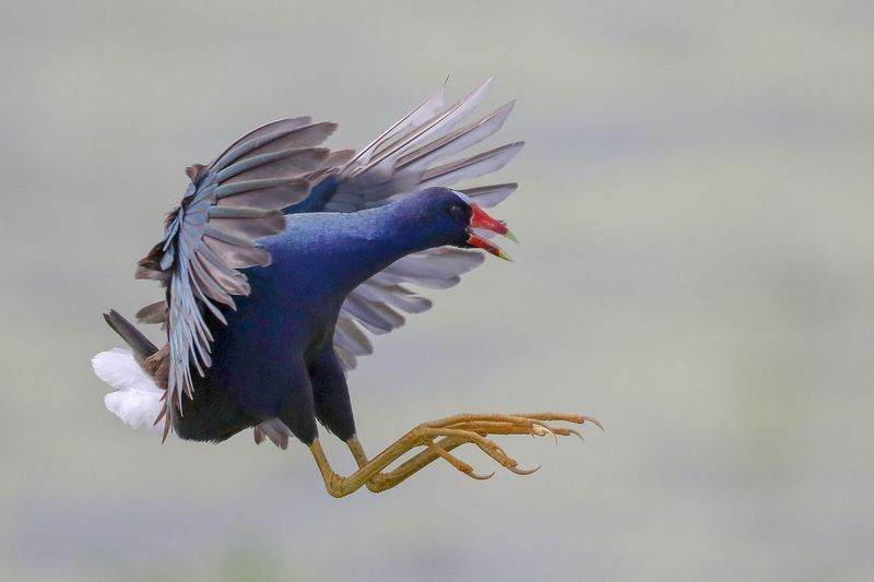 Purple Gallinule