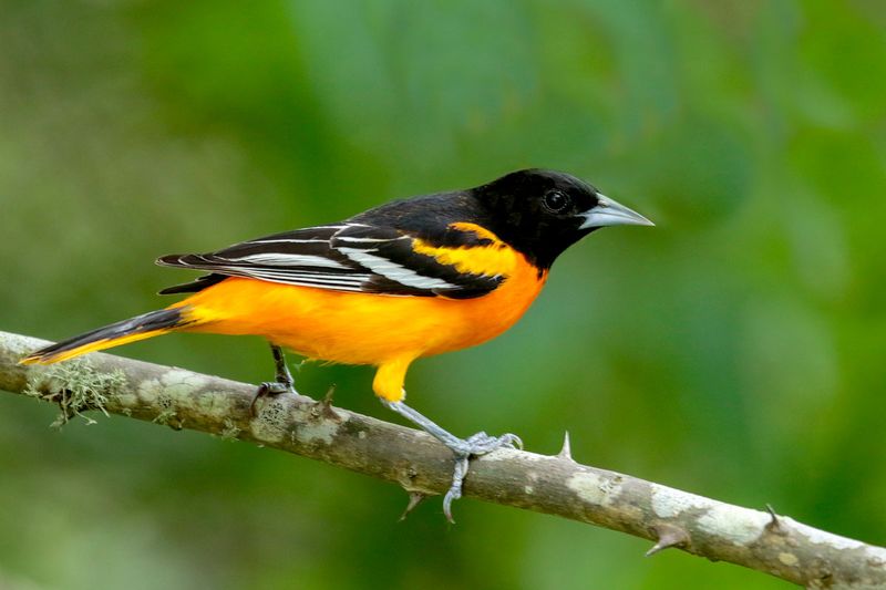 Baltimore Oriole