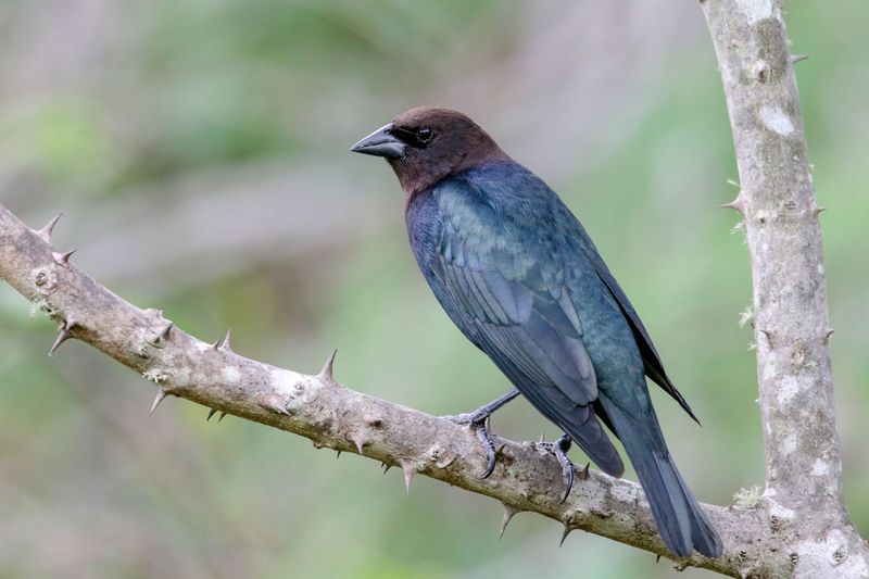 Brown-headed Cowbird