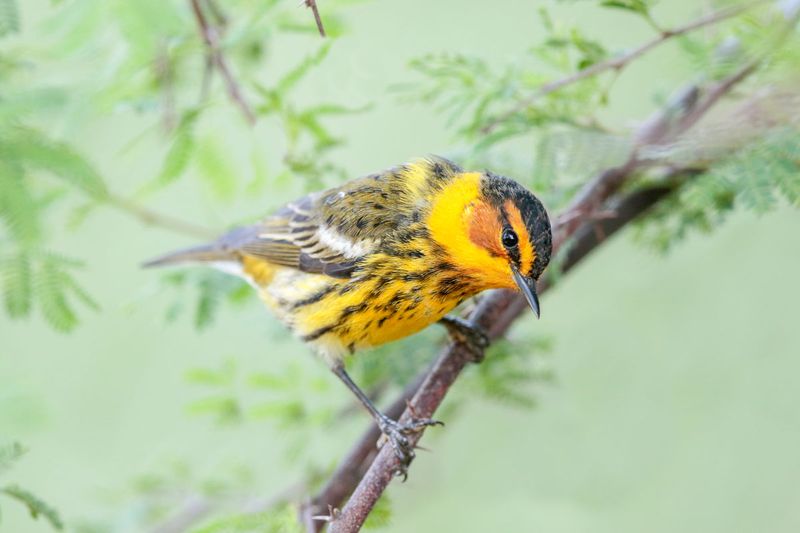 Cape May Warbler