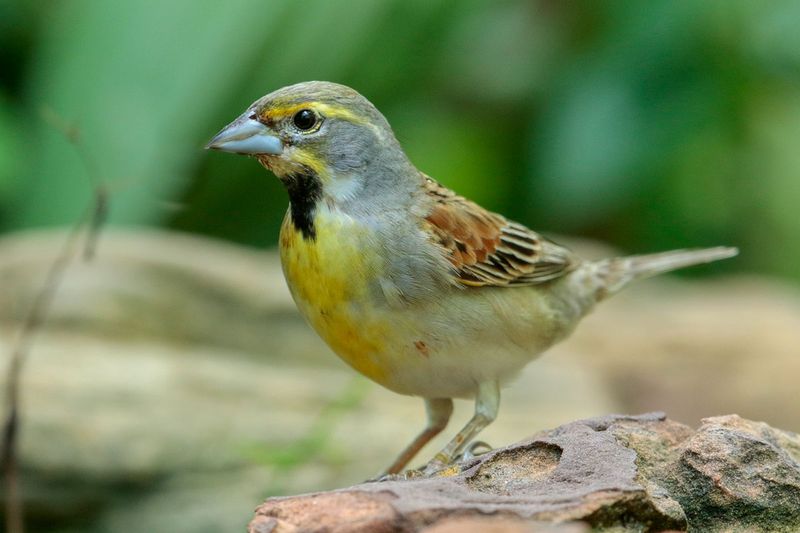 Dickcissel