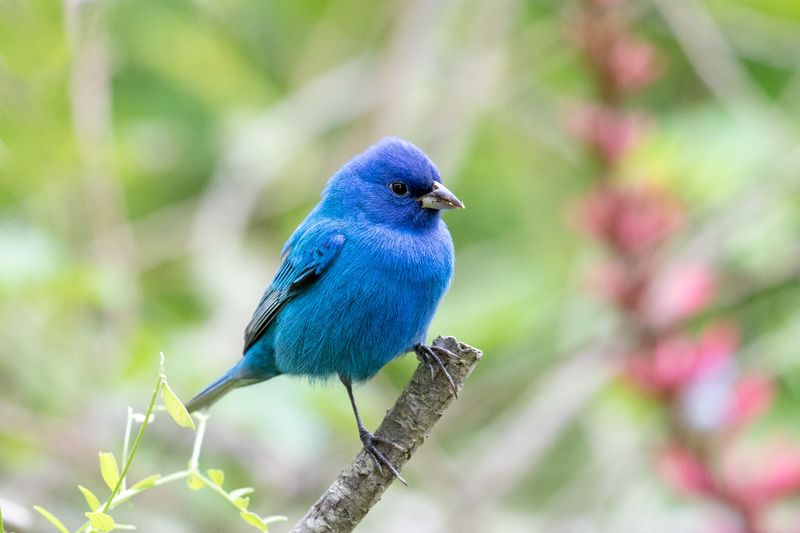 Indigo Bunting